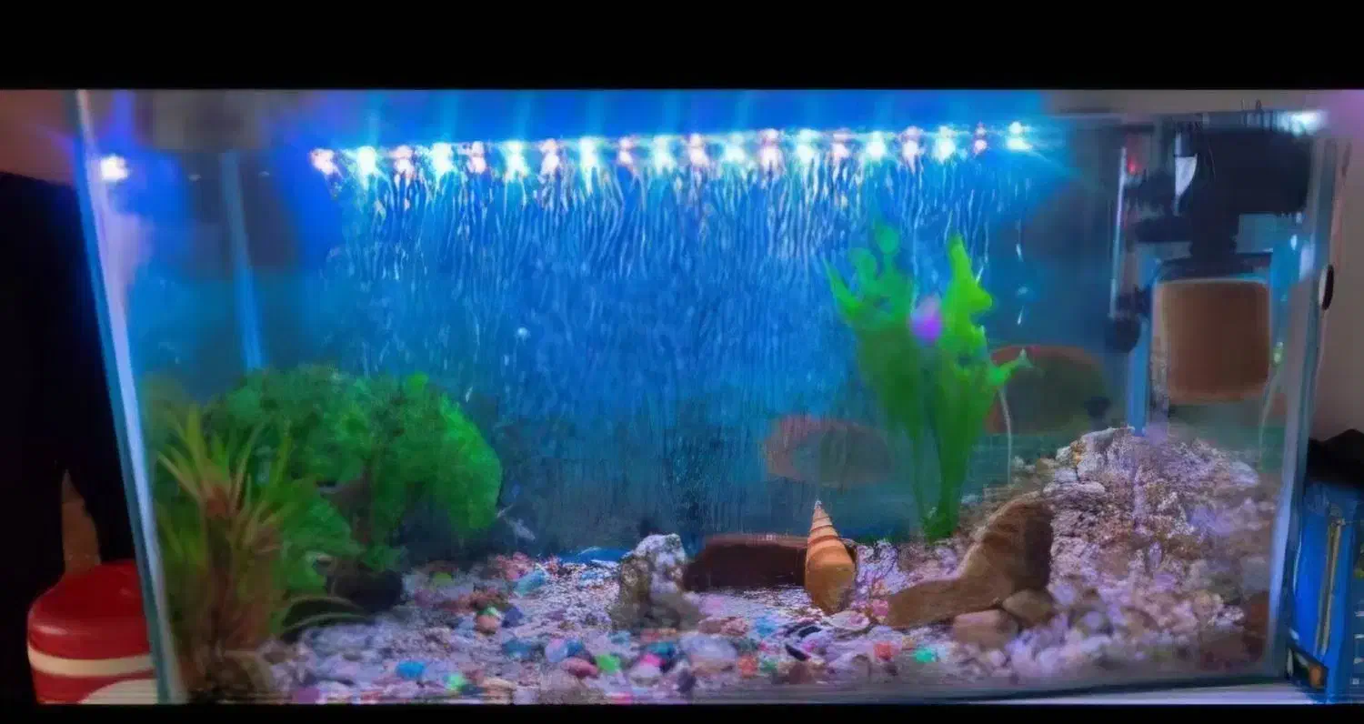 اکواریوم|ماهی|بم, |دیوار