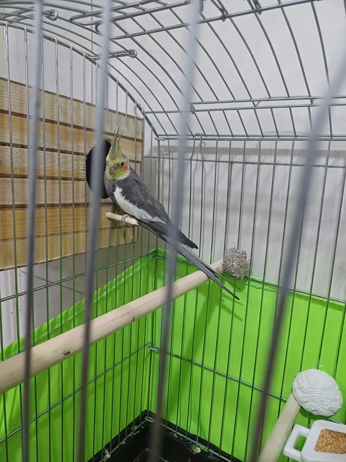 یک جفت عروس هلندی مولد|پرنده|محمدشهر, محمدشهر|دیوار