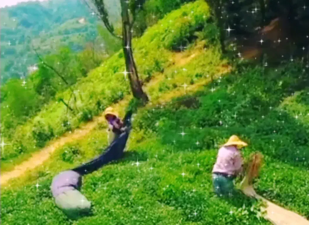 چای احمدی ، زنگ بزن بهمون تا بفهمی چای یعنی چی|خوردنی و آشامیدنی|رودسر, |دیوار