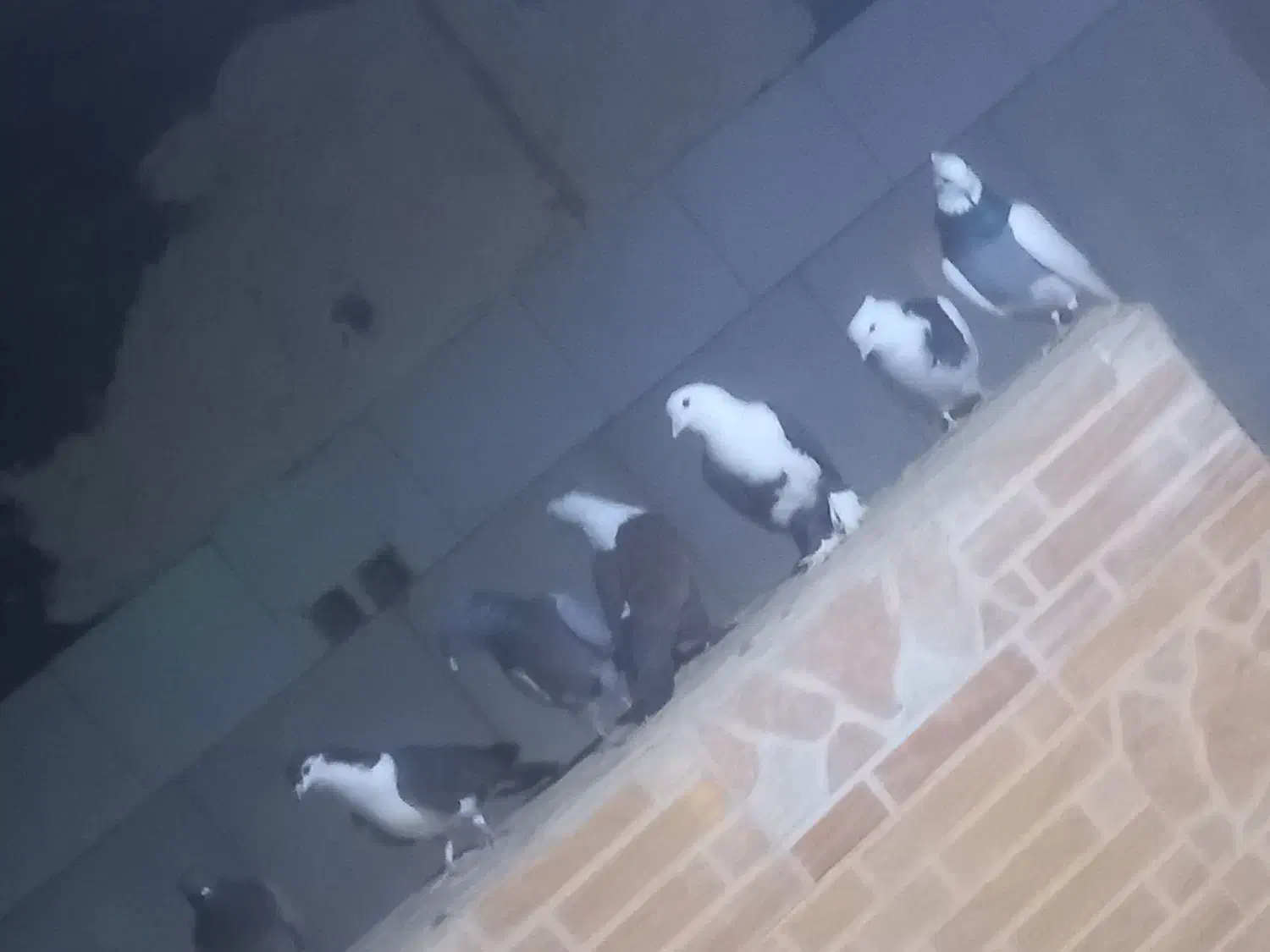 کبوتر|پرنده|میبد, |دیوار