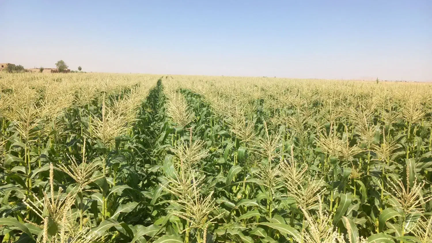 ذرت دامی|لوازم جانبی حیوانات|سردرود, |دیوار