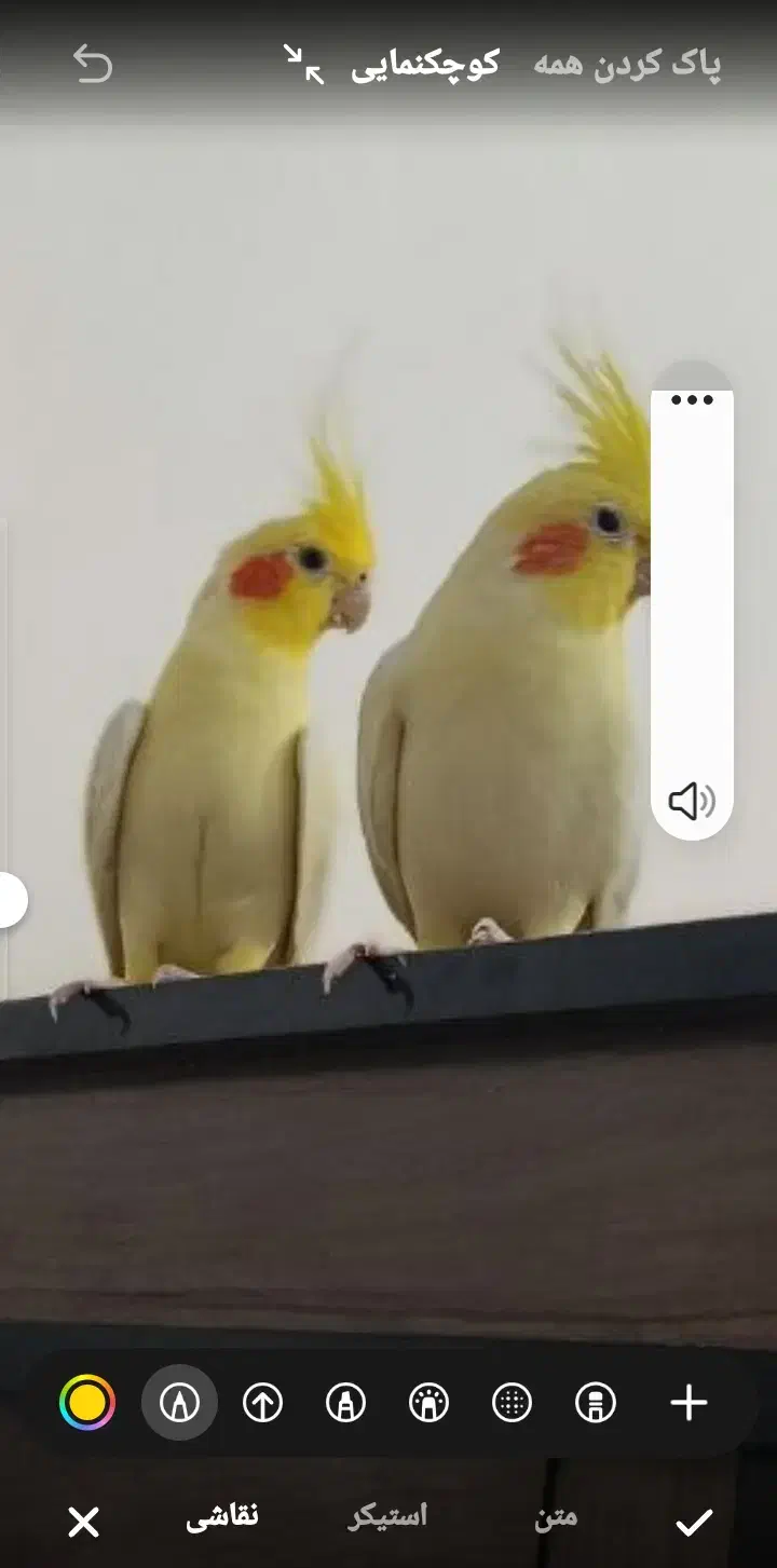 یه جفت عروس خوشگل   قیمت ۲۵۰۰|پرنده|رضوانشهر, |دیوار