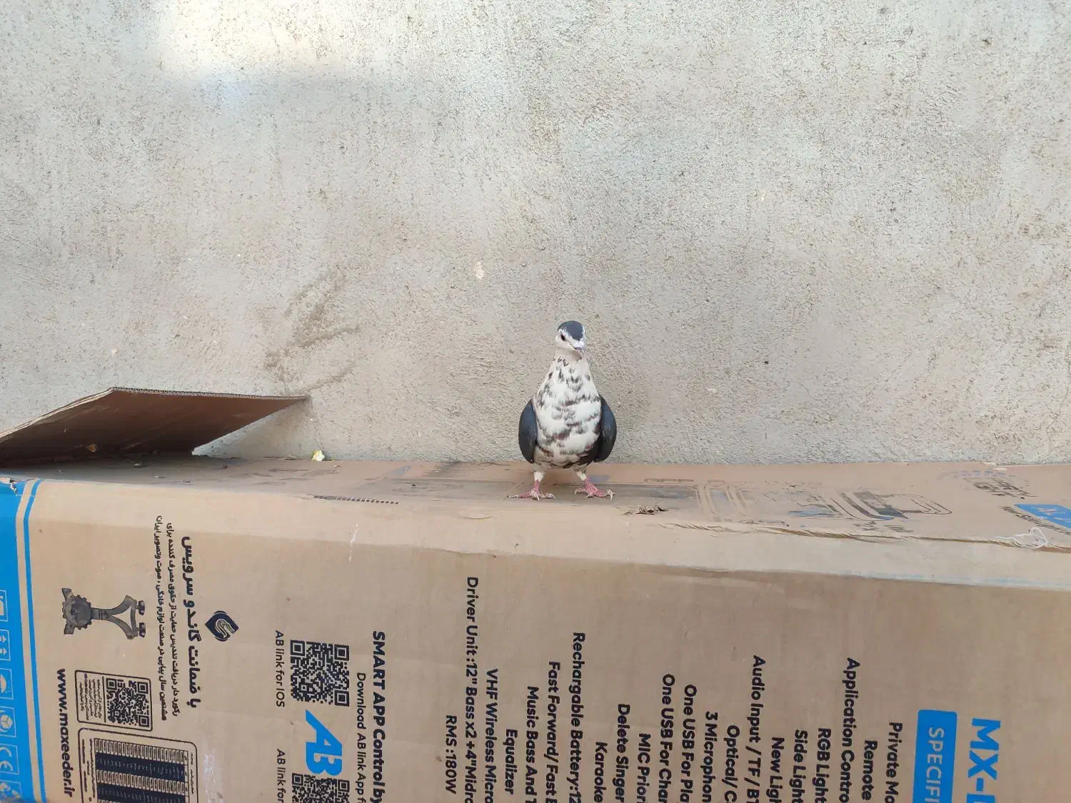 مرغ عشق|پرنده|خواف, |دیوار