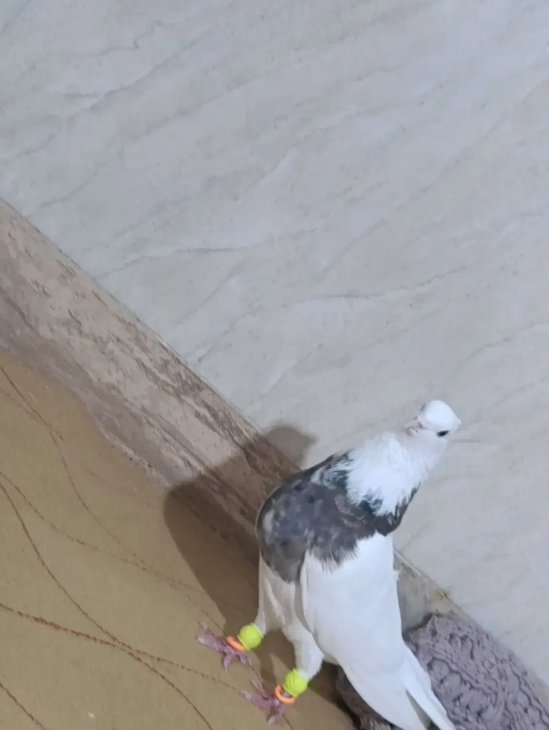 شکلاتی نر|پرنده|دهدشت, |دیوار