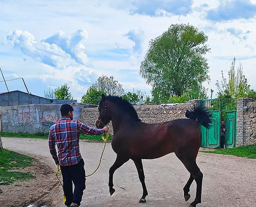 کره نریان دوساله نوه سهیل مریخ|اسب و تجهیزات اسب‌سواری|تهران, سازمان آب|دیوار