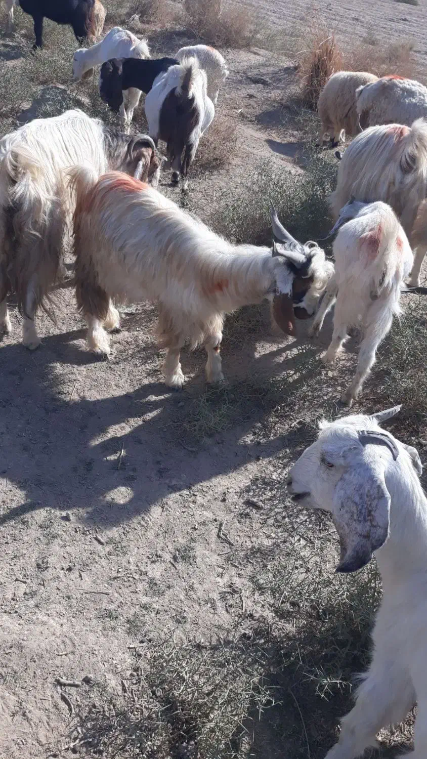 گوسفند فروشی|حیوانات مزرعه|جیرفت, |دیوار