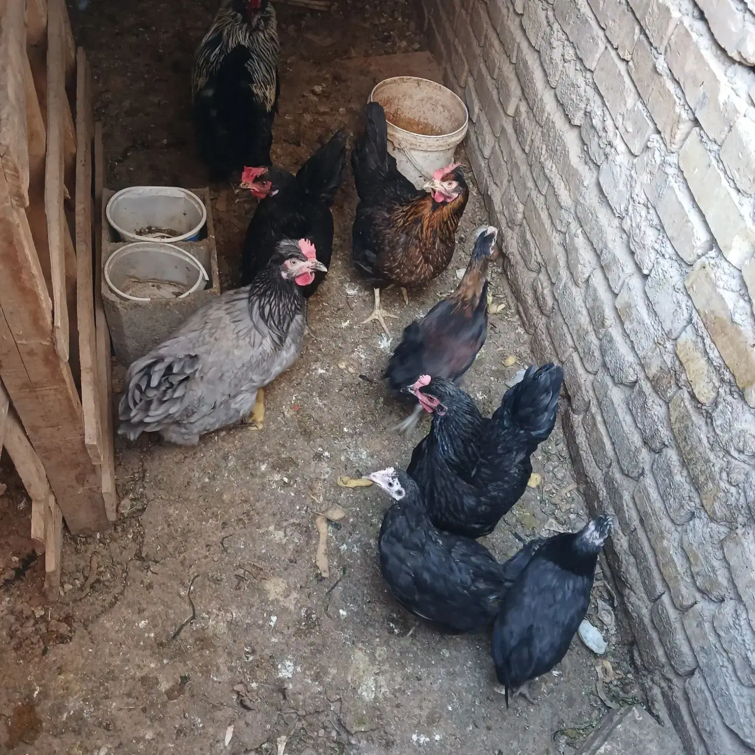 مرغ رسمی|حیوانات مزرعه|زارچ, |دیوار