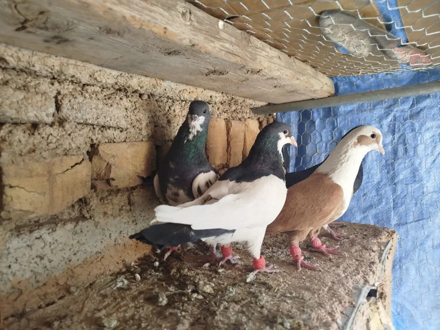 شهری بهبهانی|پرنده|برازجان, |دیوار