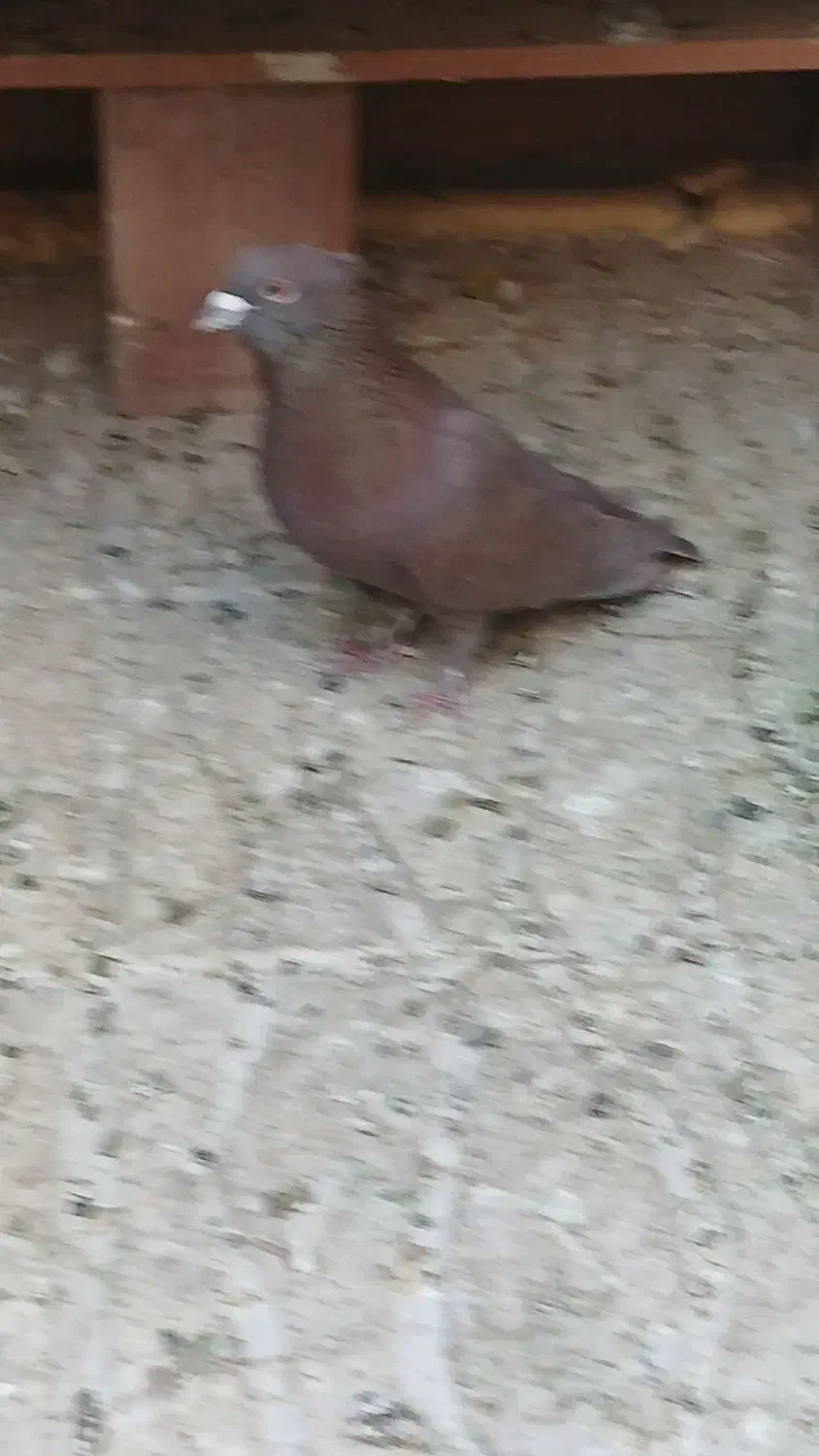 کفتر گلی دمسفید کلایی|پرنده|کرمان, |دیوار