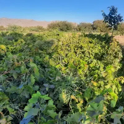 باغ نصفه ای|خدمات باغبانی و درختکاری|ملایر, |دیوار