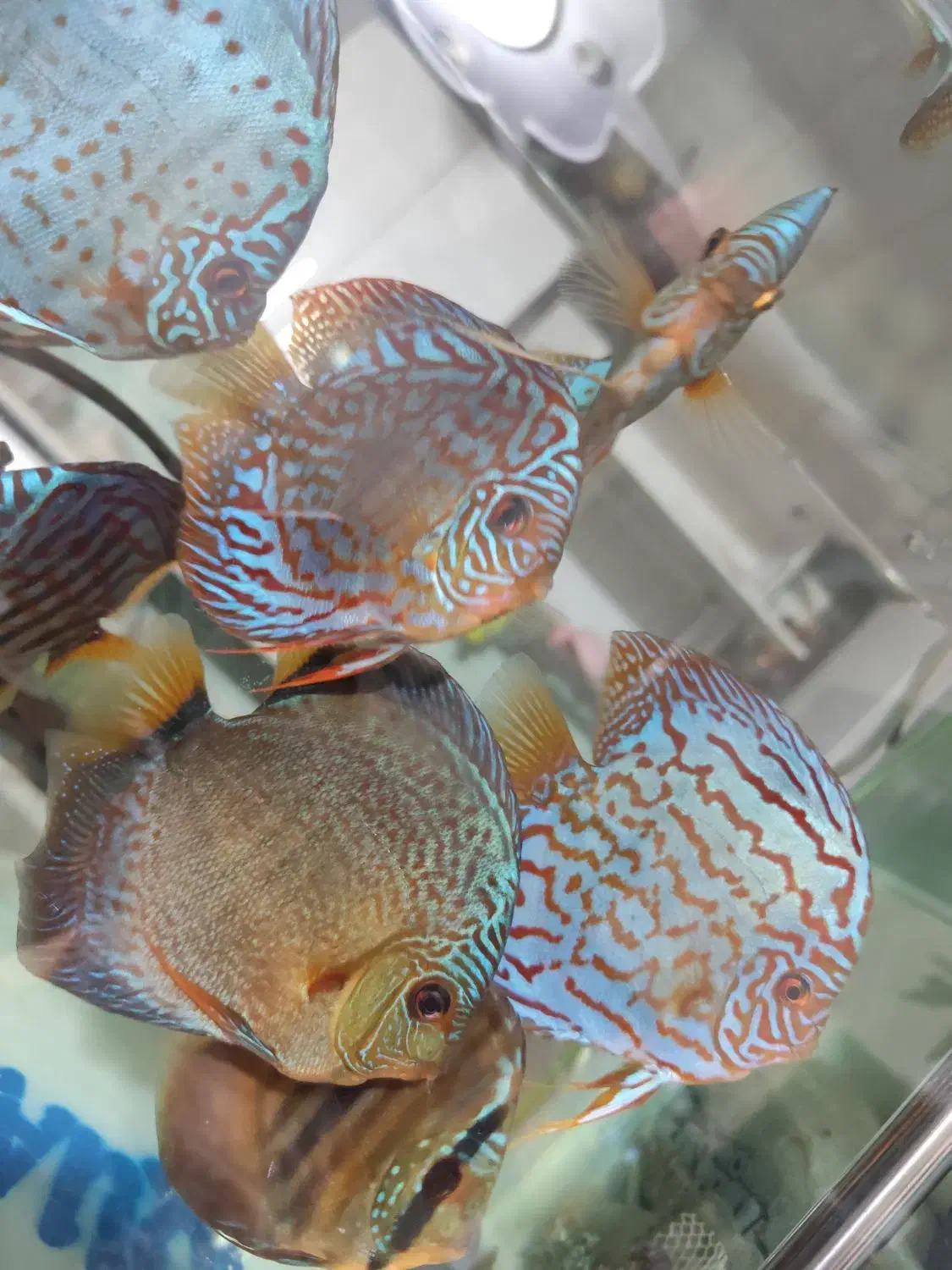 ماهی دیسکس|ماهی|کرمان, |دیوار