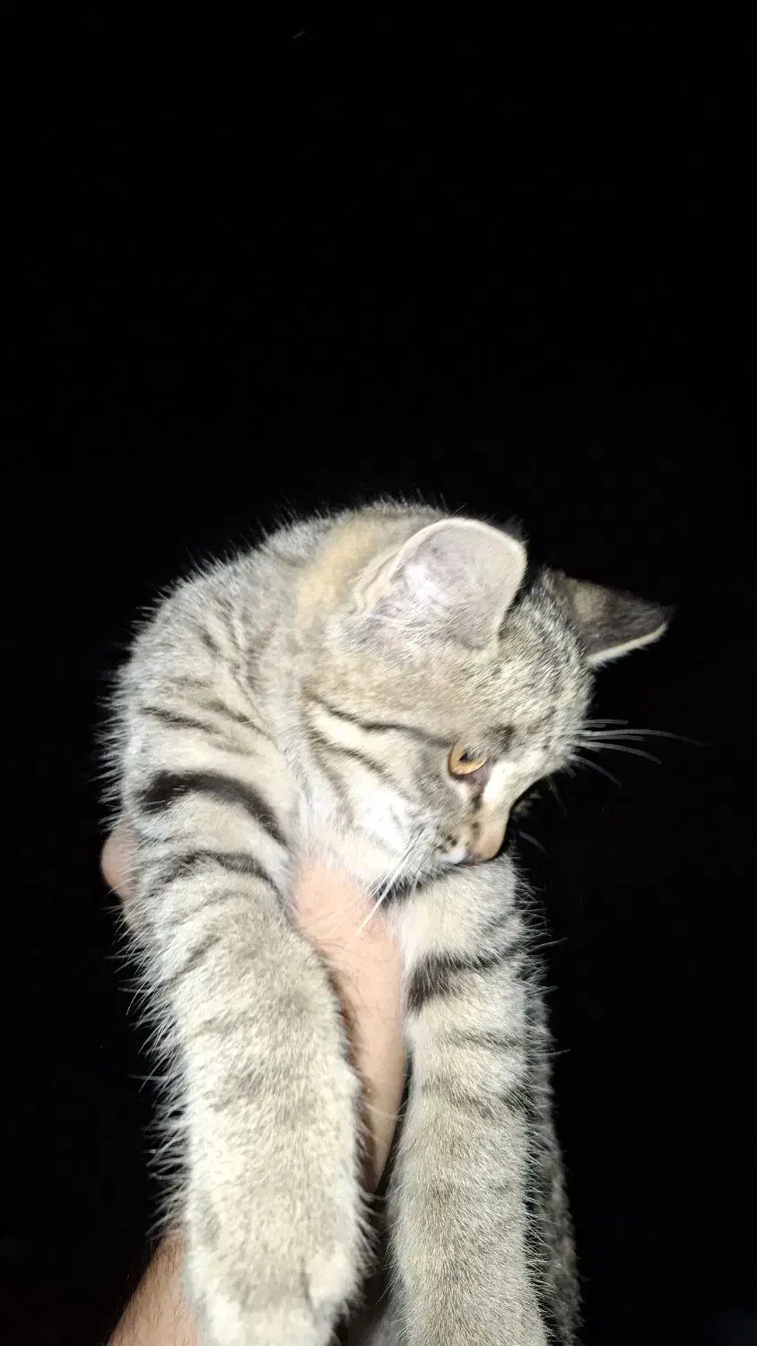 واگذاری بچه گربه|گربه|بجنورد, |دیوار