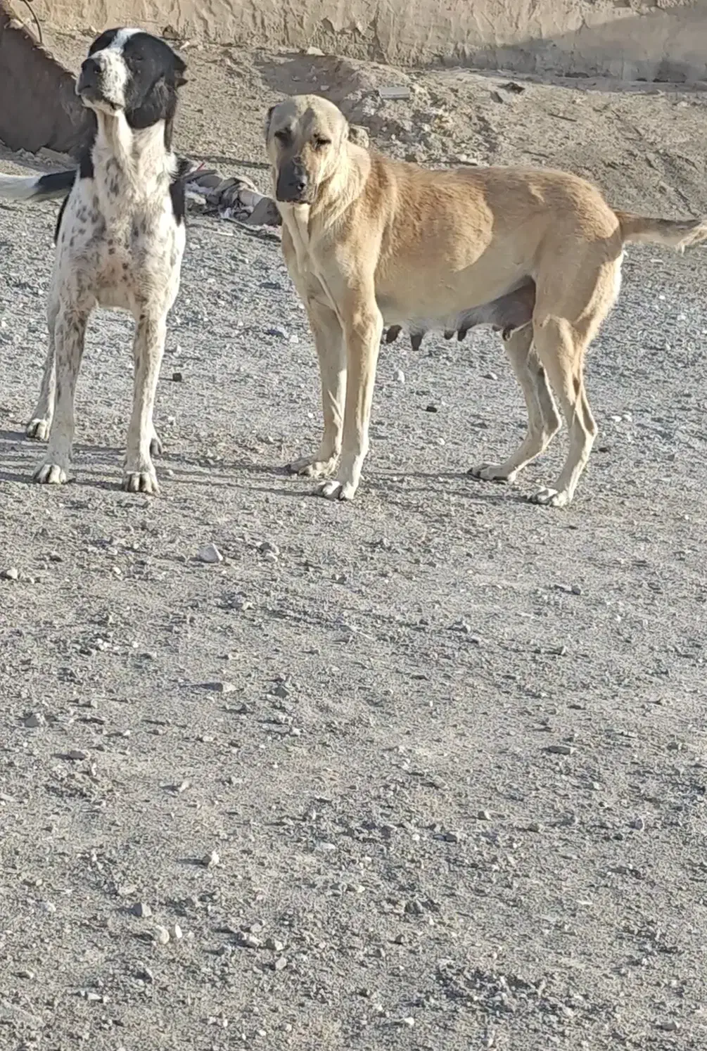 سگ کوچی|سگ|سبزوار, توحیدشهر|دیوار