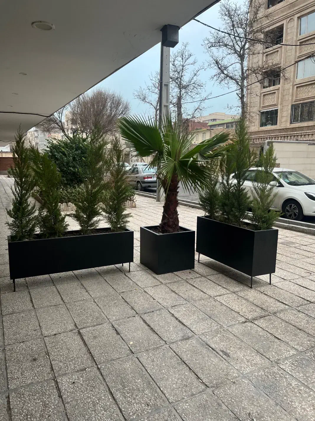 گلدان و گل|گل و گیاه طبیعی|مشکین‌دشت, |دیوار