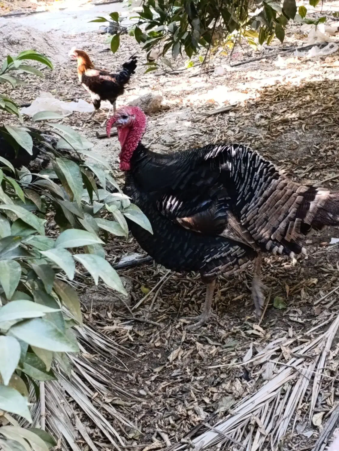 بوقلمون نر برنز|حیوانات مزرعه|کازرون, |دیوار