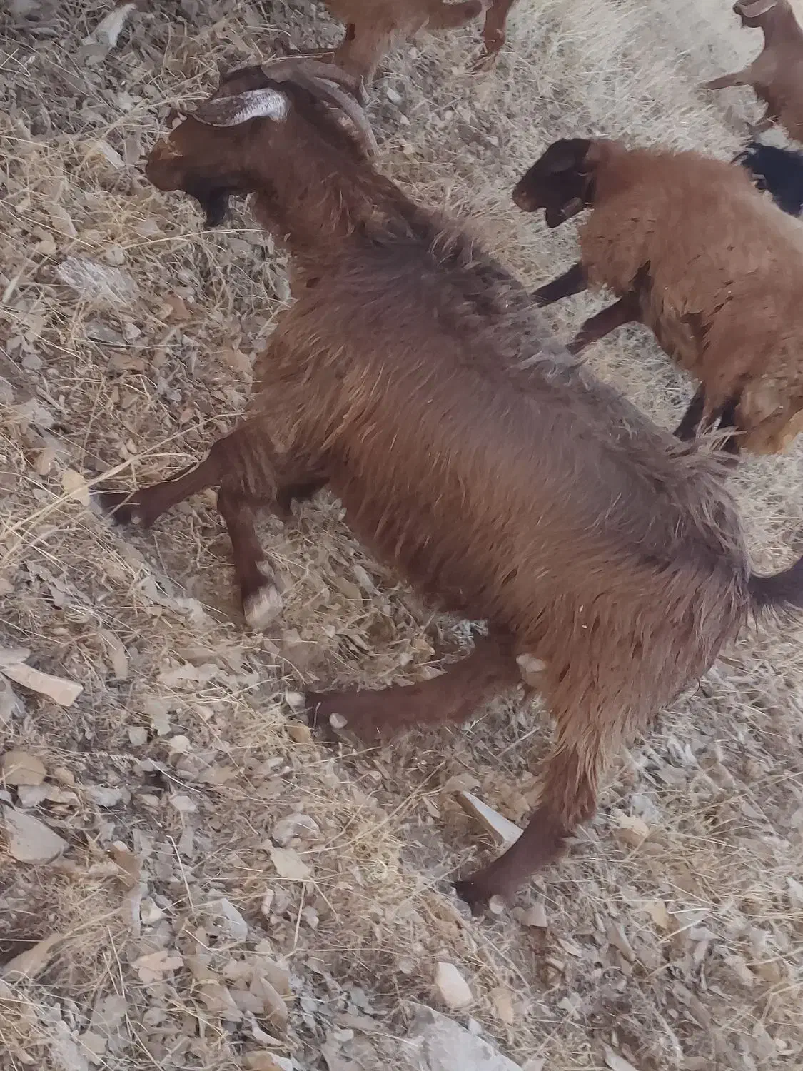 بز و ساورین|حیوانات مزرعه|زمکان, |دیوار