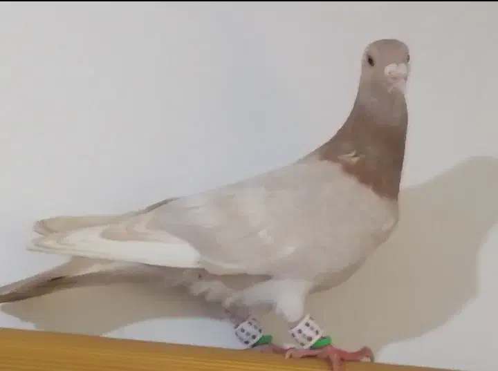 پلاکی|پرنده|بوشهر, |دیوار