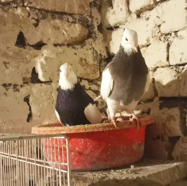 طوقی فروش فوری|پرنده|مشهد, شهید قربانی|دیوار