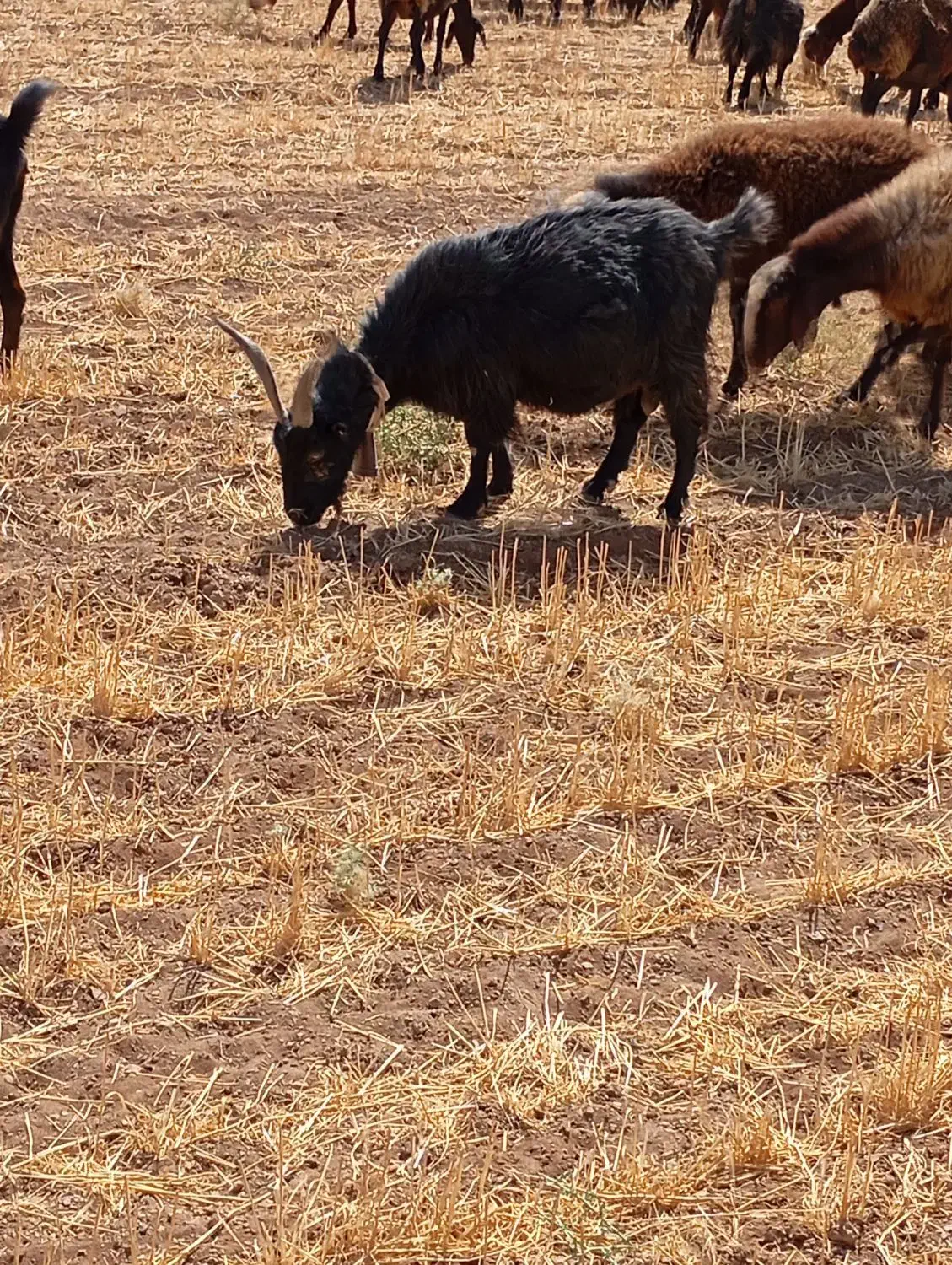 بز شیرازی جفت آبستن|حیوانات مزرعه|تاکستان, |دیوار