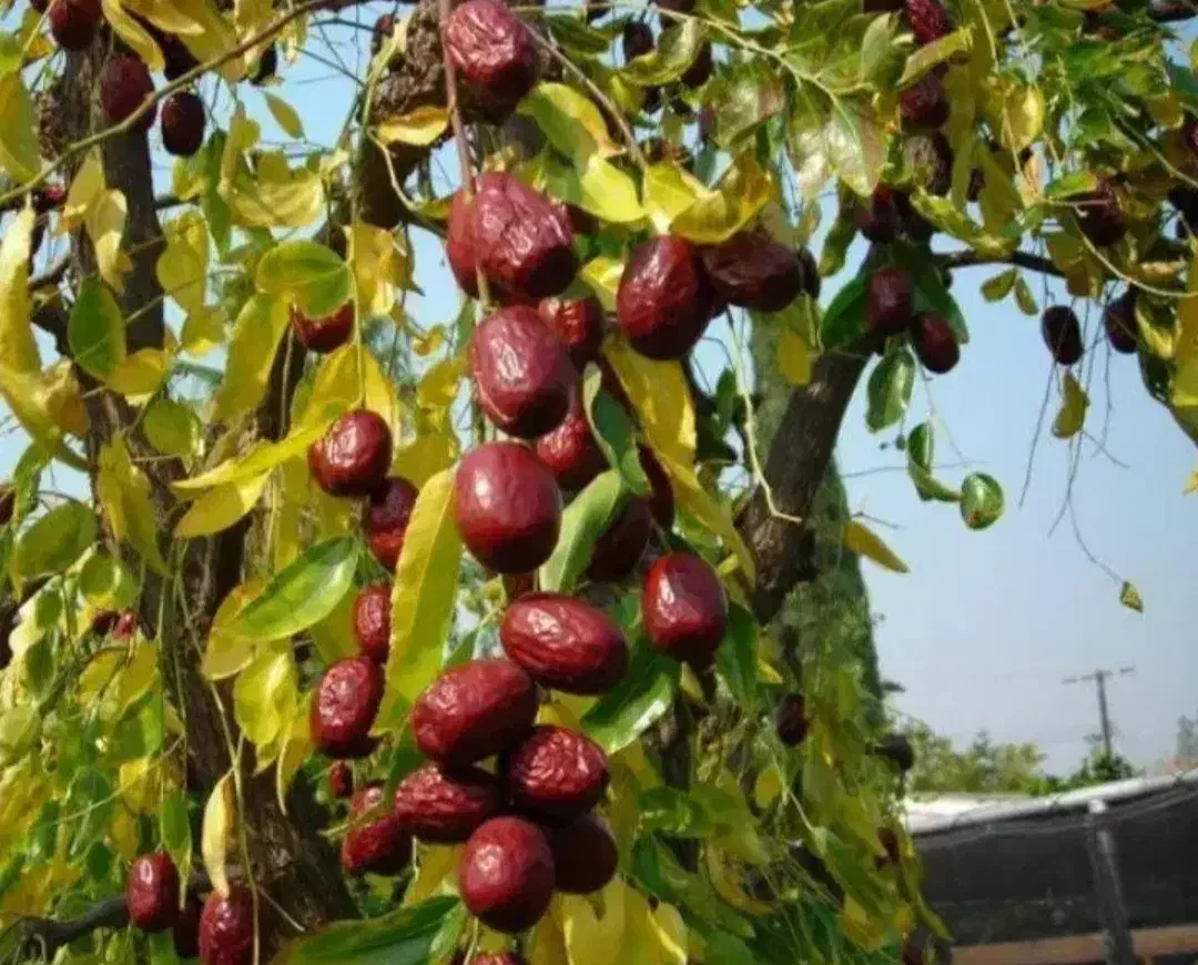 نهالستان میانداب|خدمات باغبانی و درختکاری|کاشان, کوی اداره گاز|دیوار