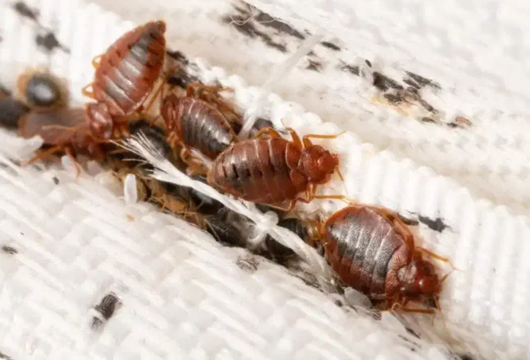 سم پاشی موریانه ساس سمپاشی سوسک|خدمات نظافت|میناب, |دیوار