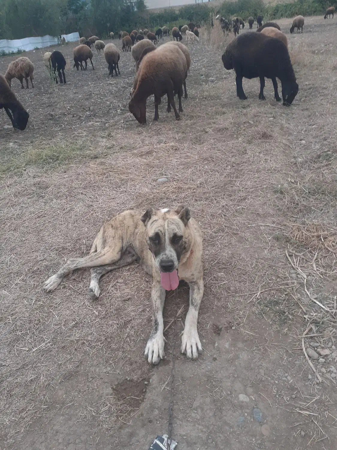 سگ گمشده|سگ|گرگان, |دیوار