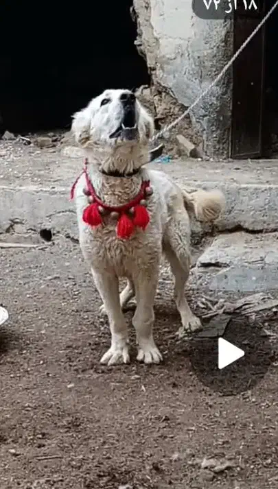 سفید درشت|سگ|داران, |دیوار