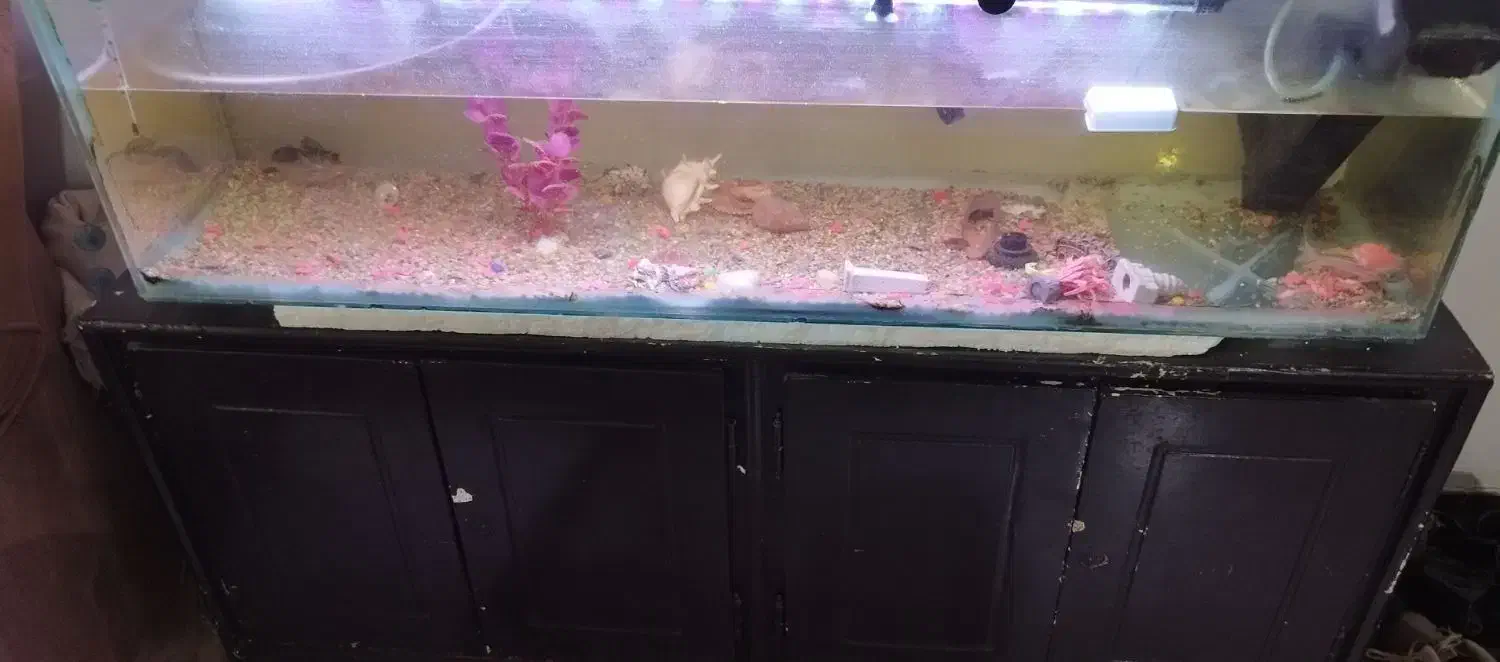 اکواریوم شیشه ای بزرگ|ماهی|فولادشهر, مسکن مهر فولادشهر|دیوار