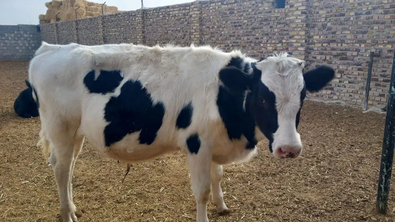 فروش گوساله|حیوانات مزرعه|نصر آباد, |دیوار
