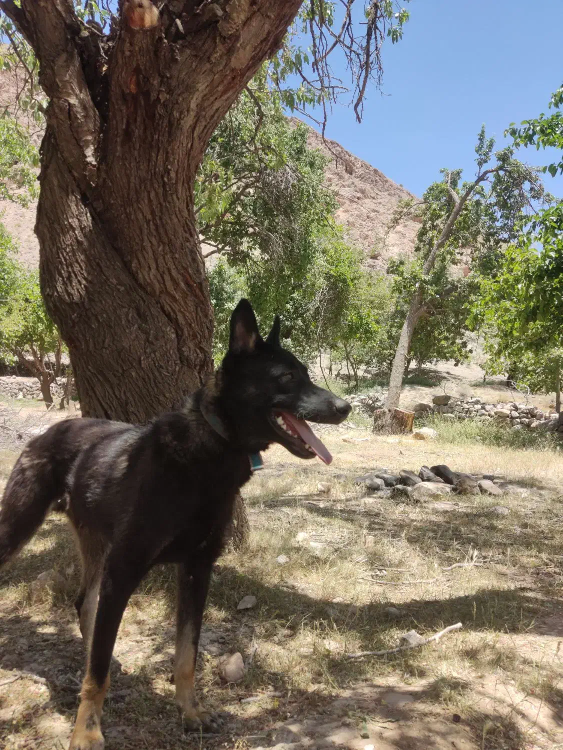 سگ گمشده|حیوانات|کرمان, |دیوار