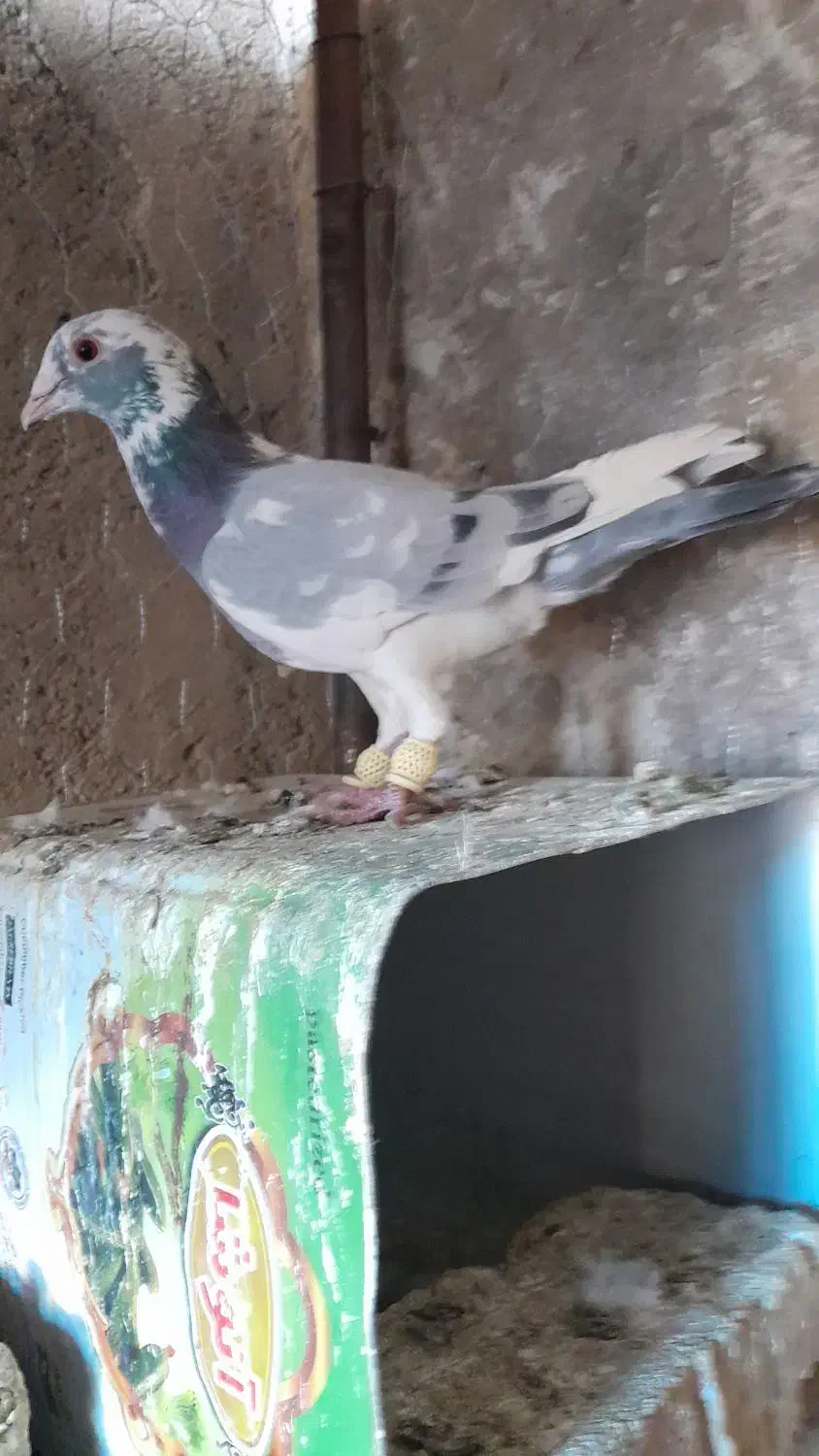 کبوتر ابلغ سبز نر ابلغ سیاه نر|پرنده|شیراز, داریون|دیوار