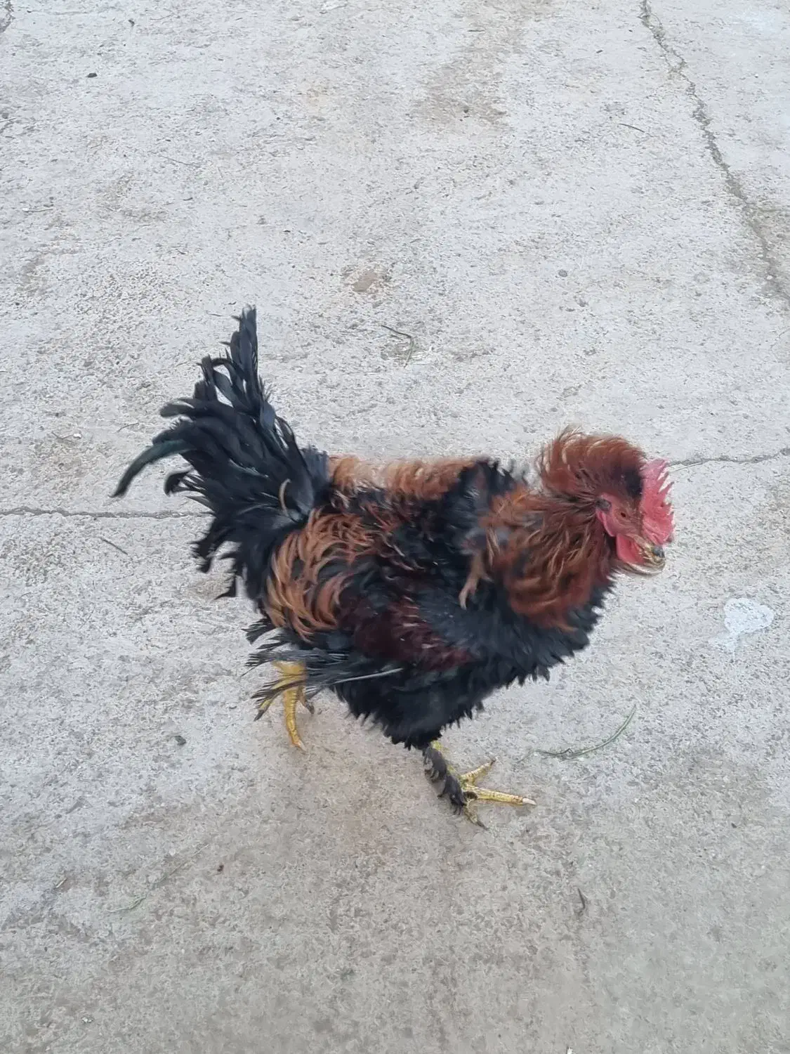 خروس فر|حیوانات مزرعه|نگار, |دیوار