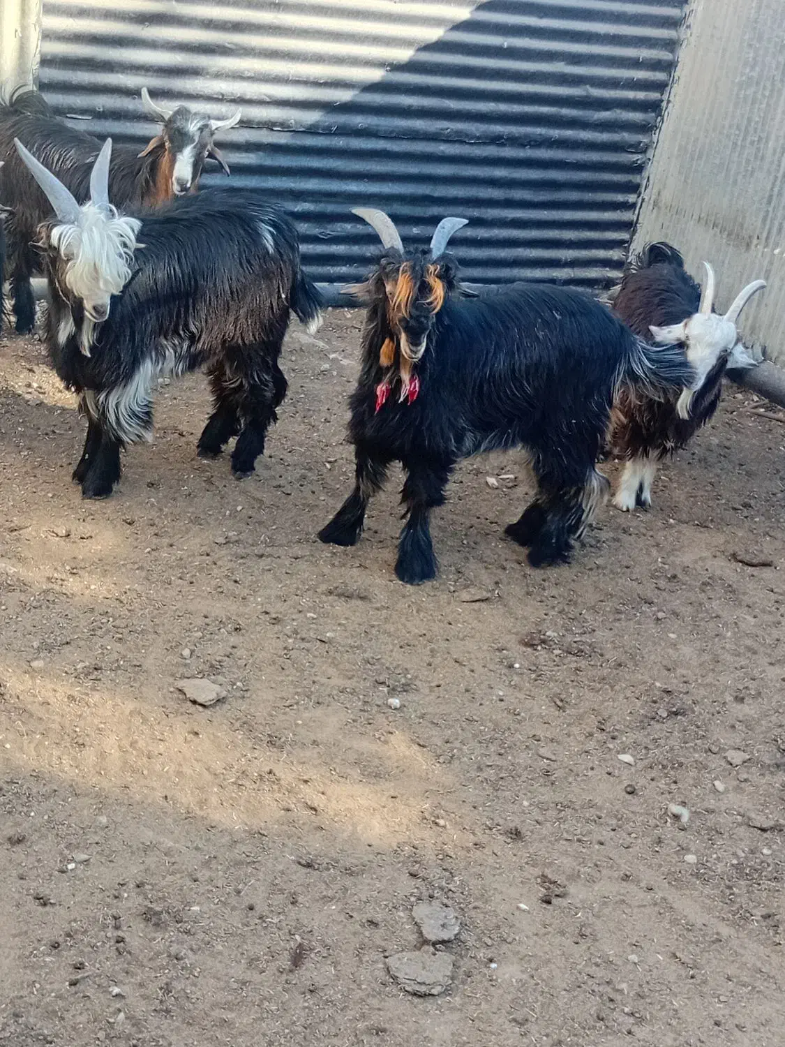 بیگ نر چهار عدد مست مست|حیوانات مزرعه|مسجد سلیمان, |دیوار