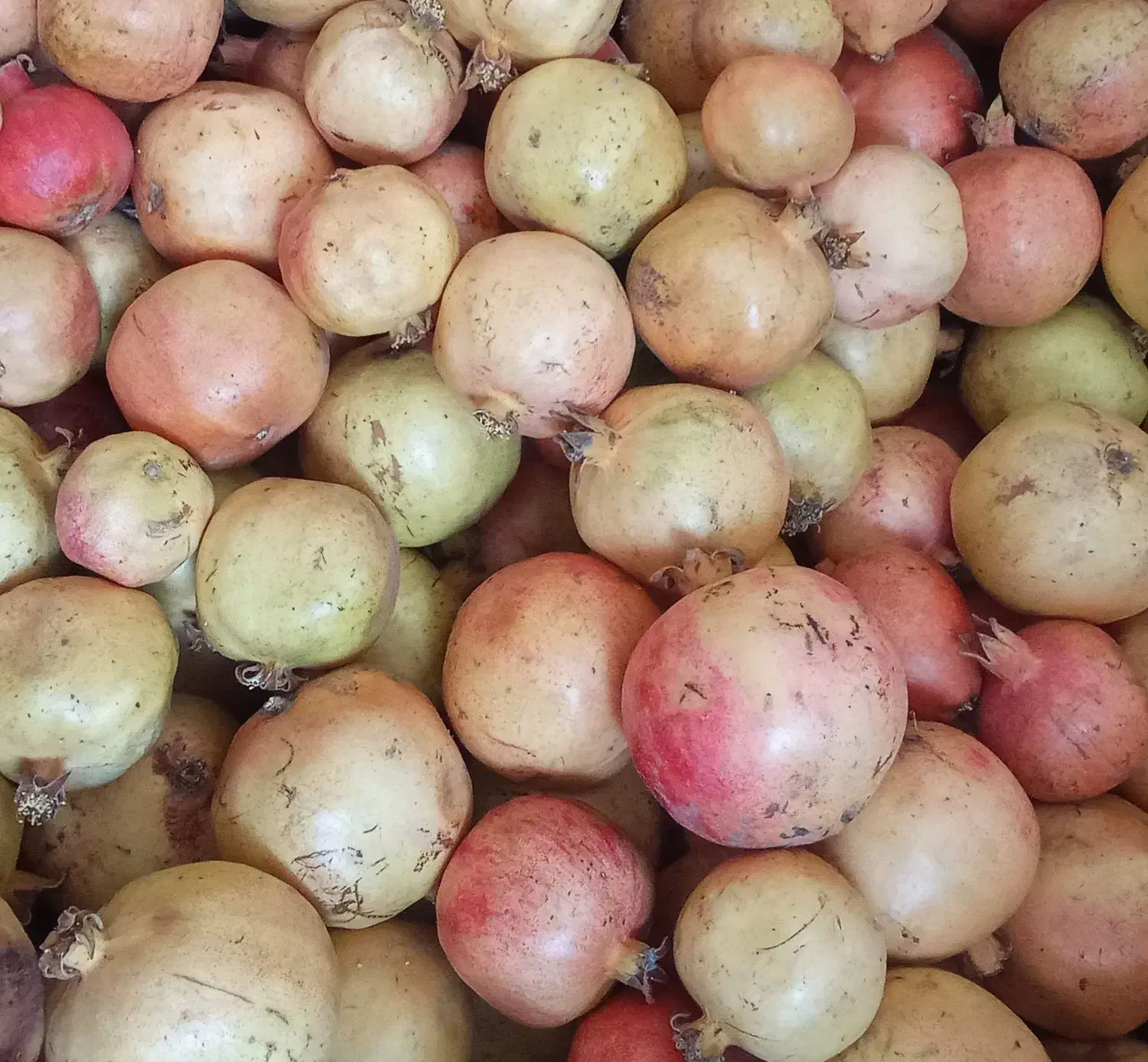 انار یزد ربی و خوردنی کیفیت یک منظور از 70ربی هست|خوردنی و آشامیدنی|فلارد, |دیوار