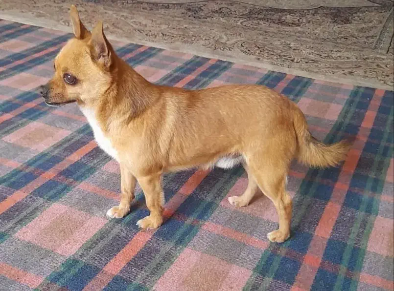 سگ گمشده|سگ|اصفهان, بهارستان|دیوار