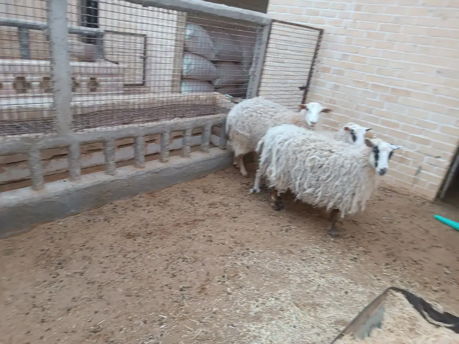 فروش اسب و  بز سانان|حیوانات مزرعه|اردکان, |دیوار