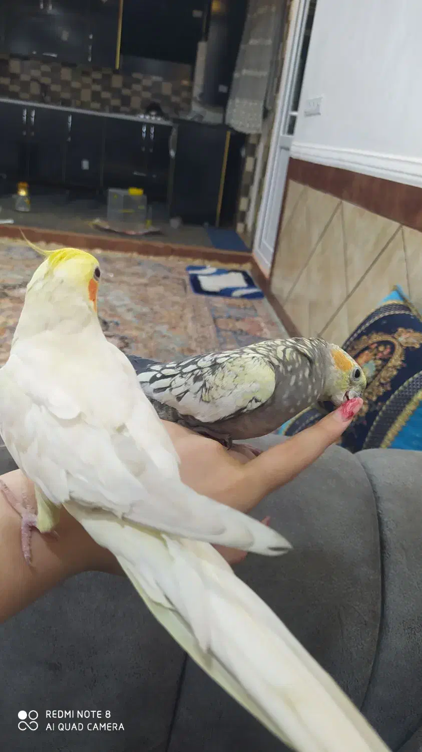 عروس هلندی|پرنده|یاسوج, |دیوار