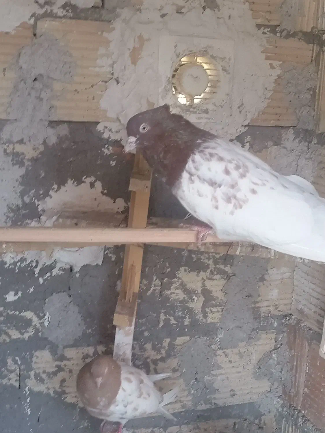 کفتر|پرنده|بم, |دیوار