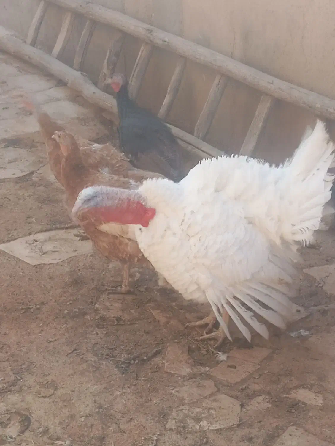 بقلمون|حیوانات مزرعه|تاکستان, |دیوار