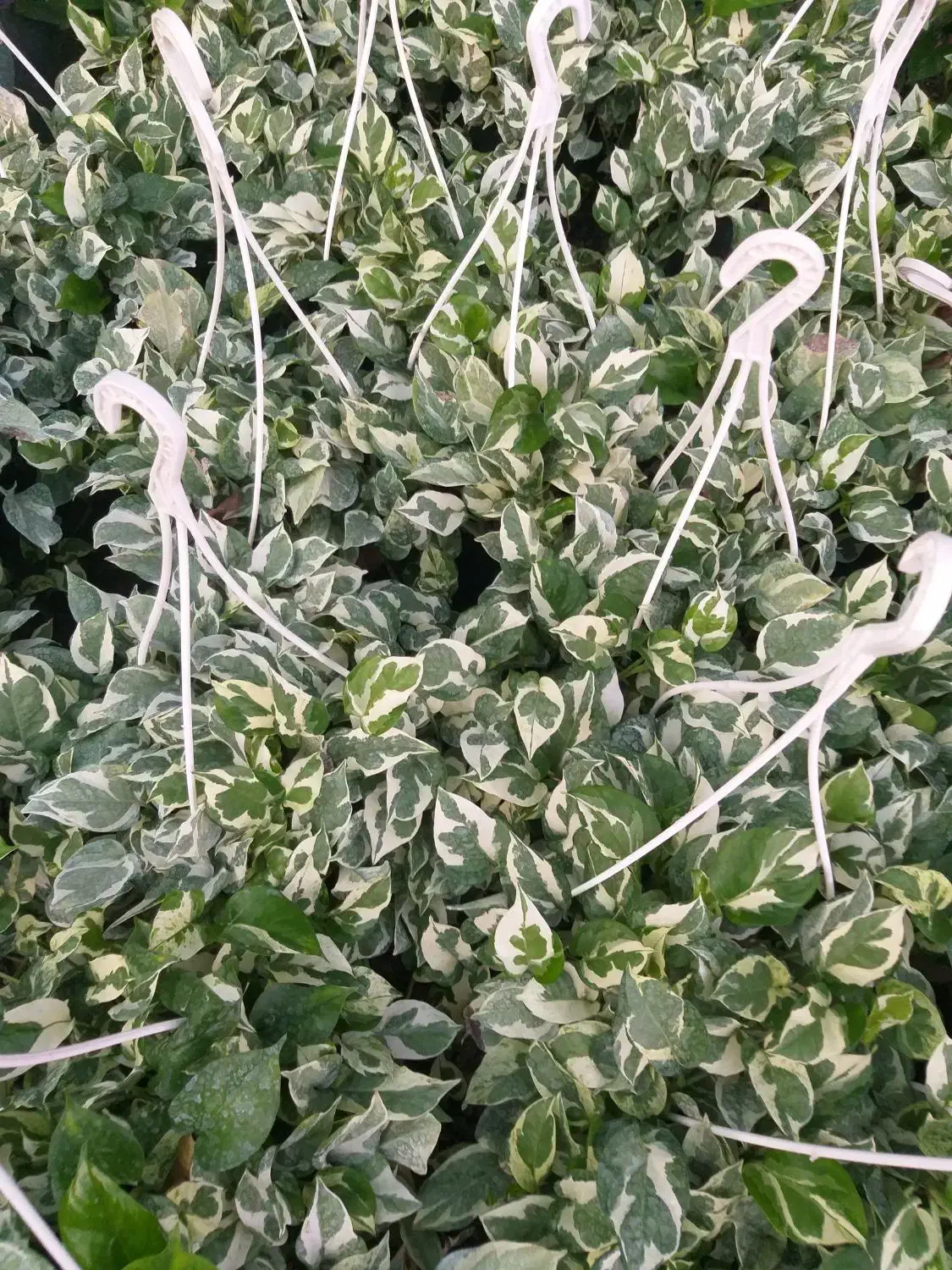 تولید وفروش انواع گلهای آپارتمانی وباغچه. ای|گل و گیاه طبیعی|گتاب, |دیوار