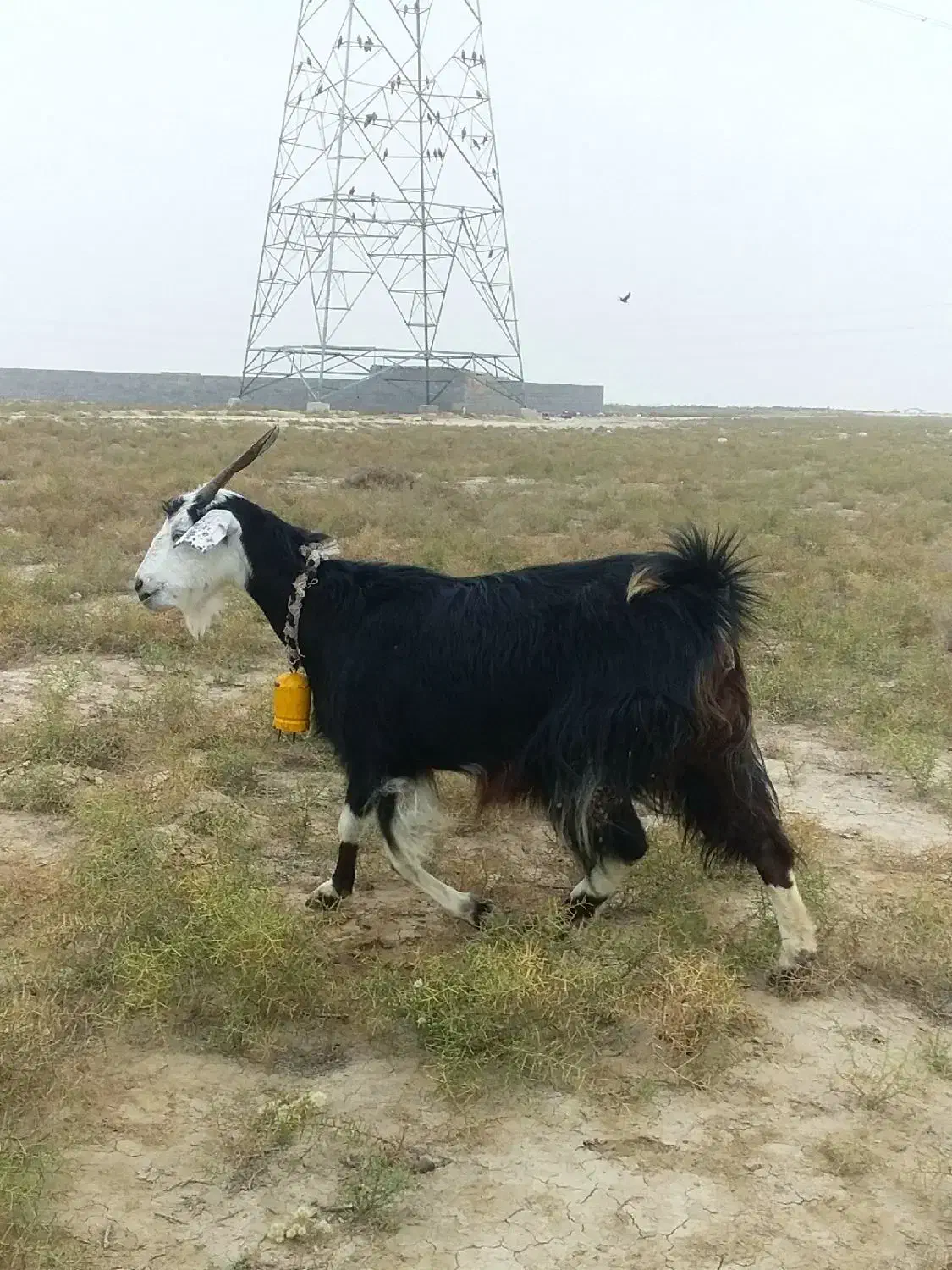 بز آبستن سنگین + بزغاله چاق پاکستانی|حیوانات مزرعه|گنبد کاووس, |دیوار