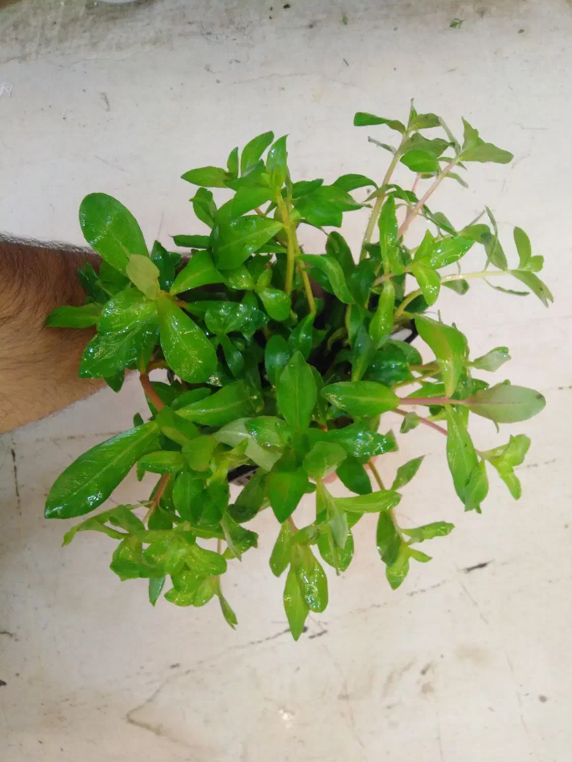 گیاهان آکواریومی آبزی|ماهی|قم, دورشهر|دیوار