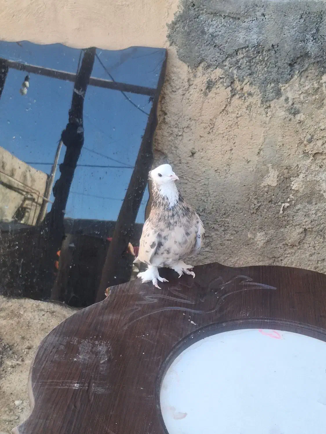 گلی سرور|پرنده|ساروق, |دیوار