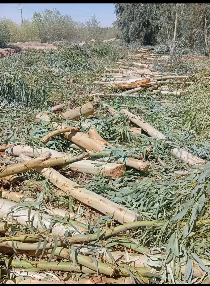 هرس . برش و خرید چوب انواع درخت.در رامشیر|خدمات باغبانی و درختکاری|رامشیر, |دیوار