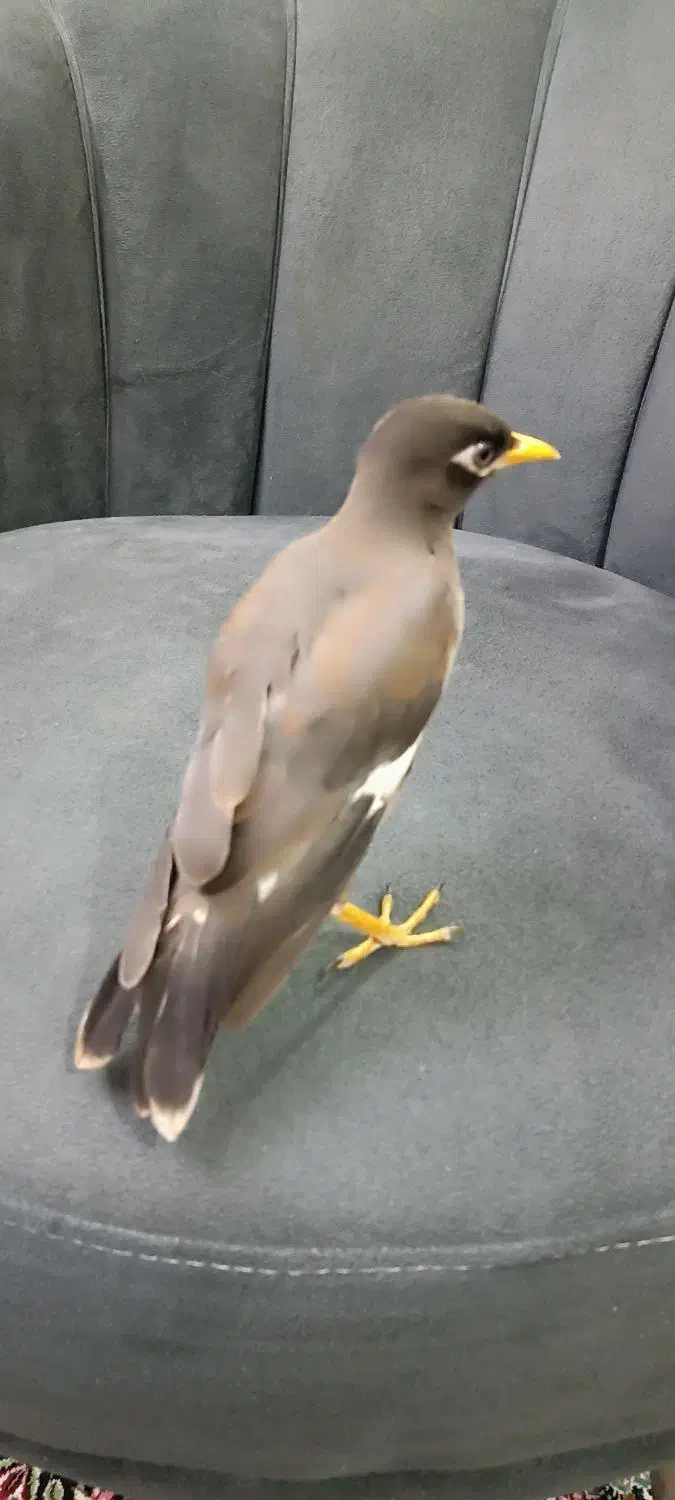 مرغ مینا رام و عروس هلندی نرماده رام|پرنده|ری, دولت‌آباد|دیوار