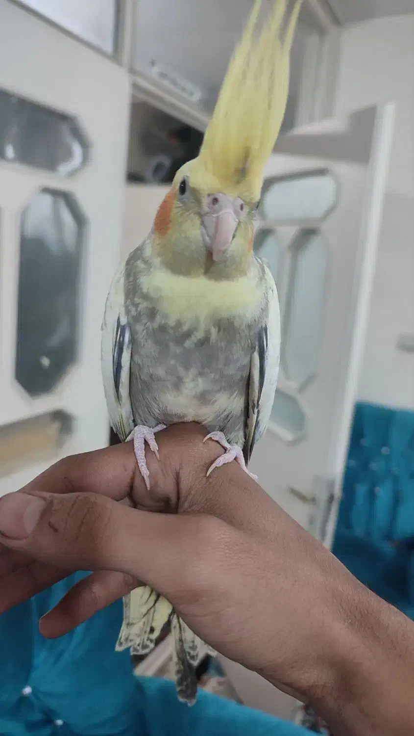 عروس هلندی|پرنده|پاکدشت, خاتون آباد|دیوار