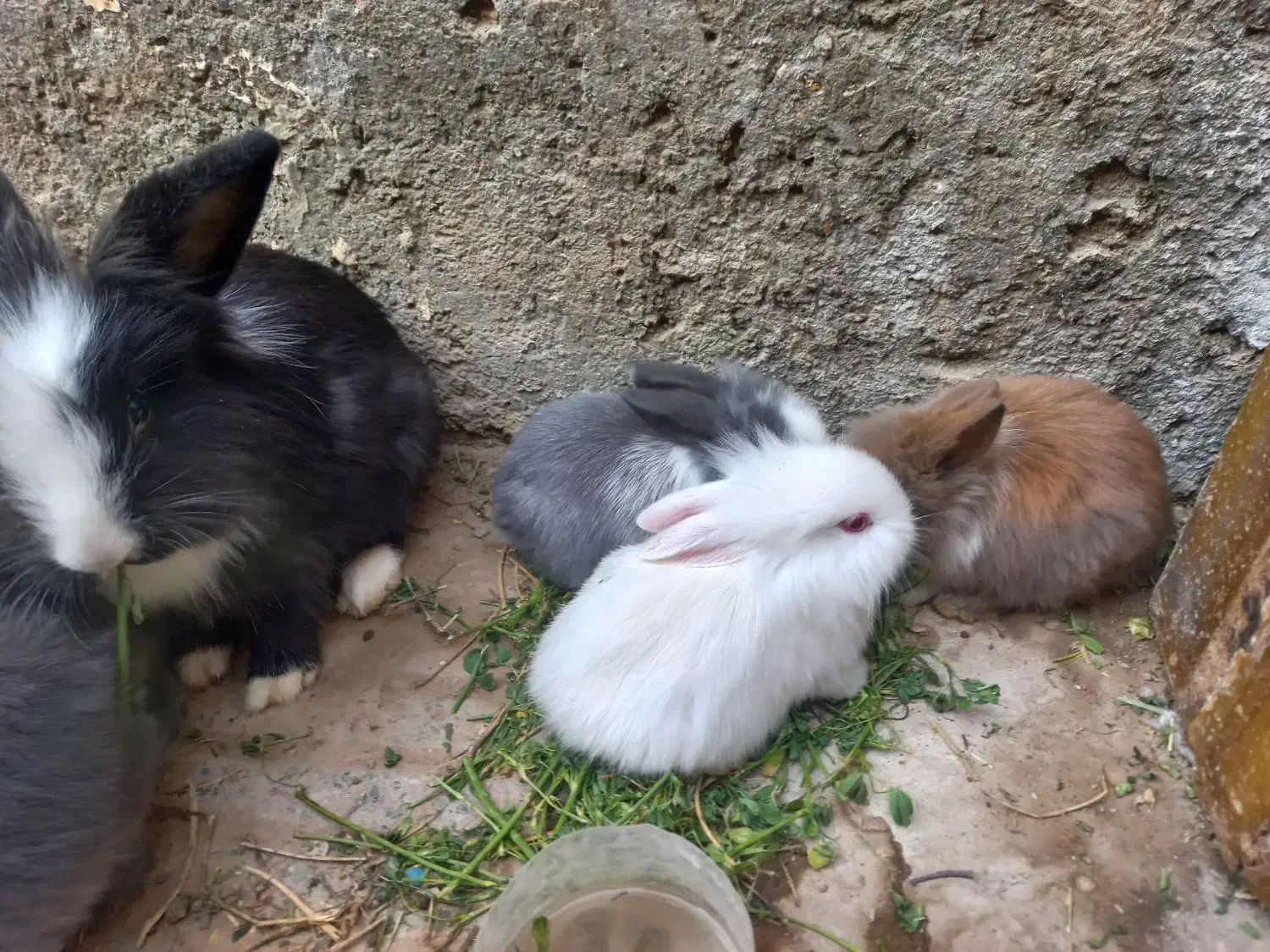 خرگوش لوپی زیبا|موش و خرگوش|زاهدان, |دیوار