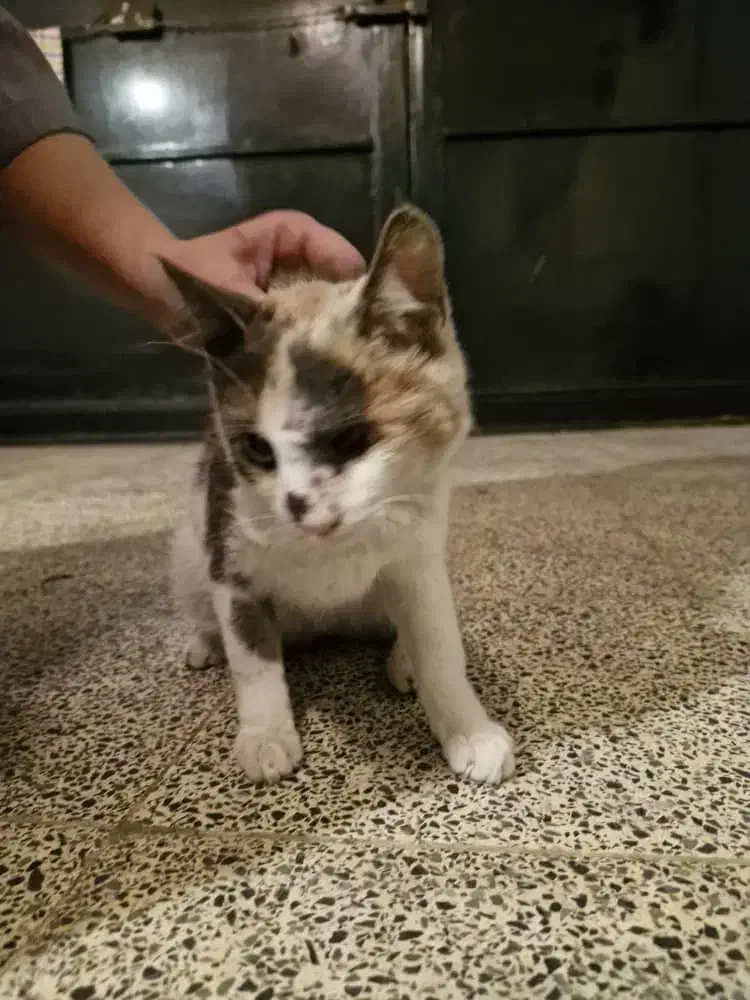 واگذاری گربه|گربه|لاهیجان, یوسف آباد|دیوار