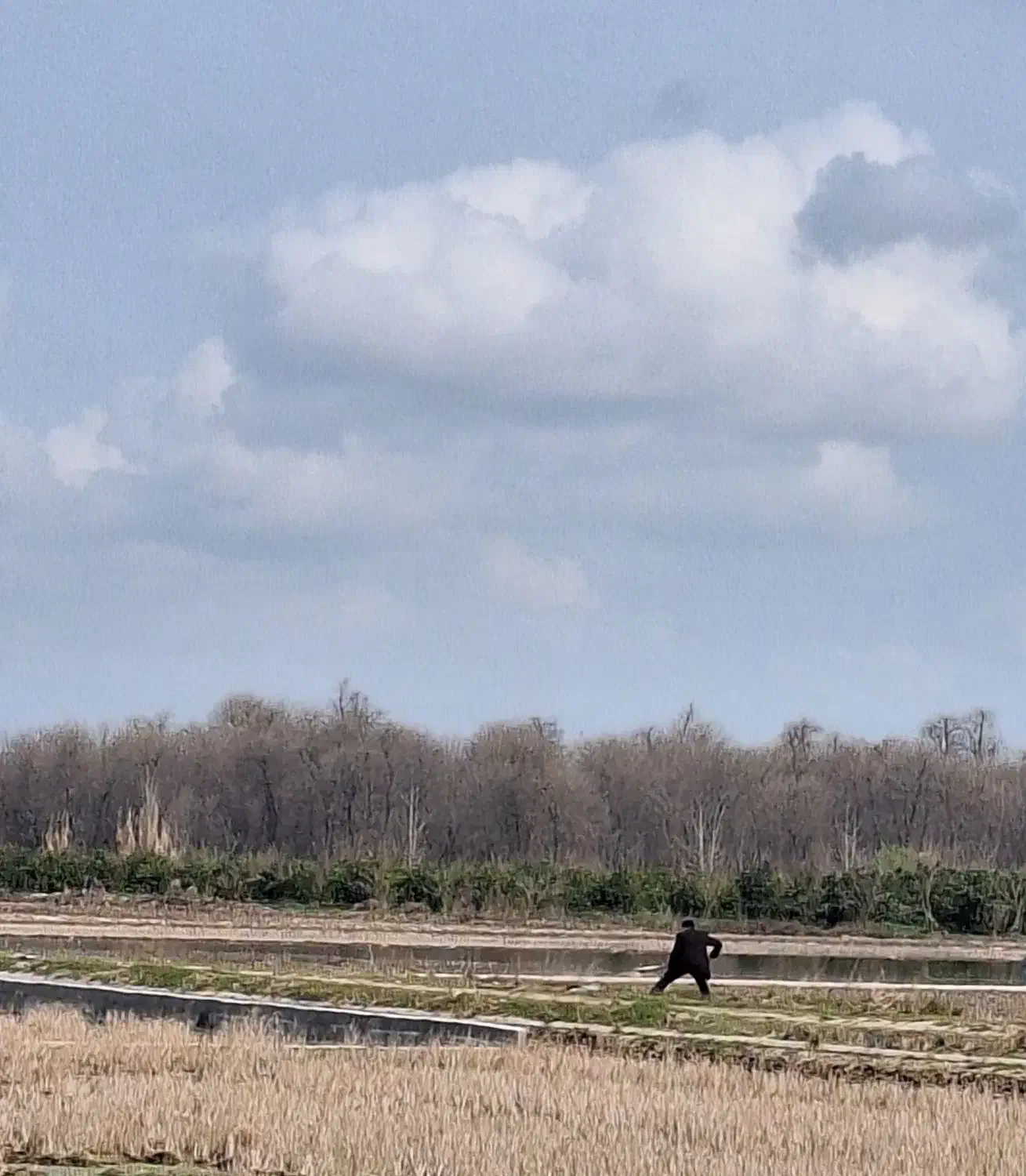 کار در باغ|خدمات باغبانی و درختکاری|شیرگاه, |دیوار