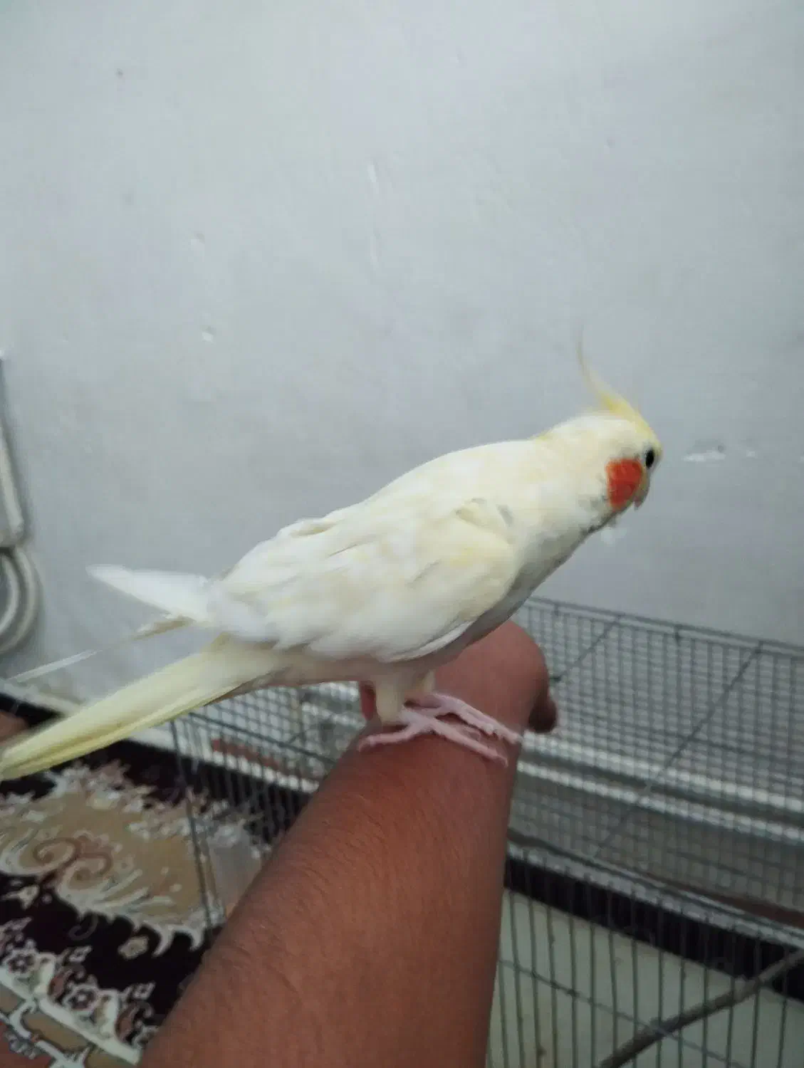 ،عروس هلندی نر سالم ، سخنگو بایک کیلو دانه|پرنده|کرمانشاه, |دیوار